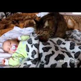 коты,видео