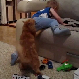 коты,воспитание,видео,смешное детское видео